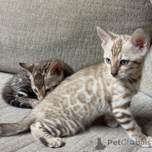 Photo №1. bengal - à vendre en ville de Berlin | négocié | Annonce № 169869