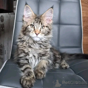 Photo №1. maine coon - à vendre en ville de Atlanta | 400€ | Annonce № 118120