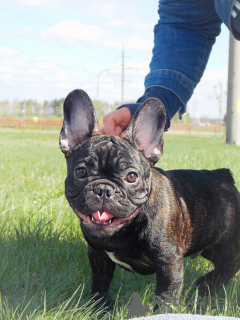 Photo №1. chien bâtard - à vendre en ville de Bobruisk | 615€ | Annonce №98512