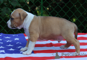 Photo №2 de l'annonce № 150144 de la vente gampr - acheter à Arménie annonce privée