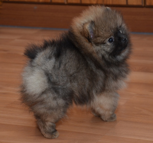 Photo №3. Spitz Pomeranian. Fédération de Russie