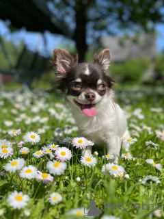 Photo №1. chihuahua - à vendre en ville de Munich | 300€ | Annonce №108751