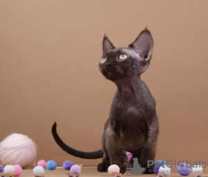 Photo №3. Chocolat Devon rex. Allemagne