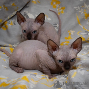 Photo №3. Kauniita sfinksipentuja. La finlande