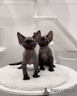 Photo №1. devon rex - à vendre en ville de Amsterdam | négocié | Annonce № 161182