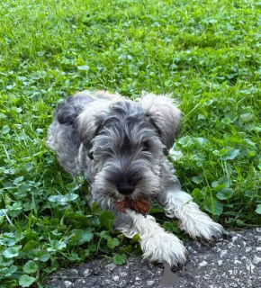 Photo №1. schnauzer moyen - à vendre en ville de Peau | 580€ | Annonce №176318