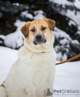 Photo №1. chien bâtard - à vendre en ville de Москва | Gratuit | Annonce №90806