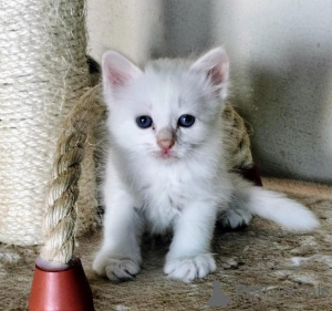 Photo №1. sacré de birmanie - à vendre en ville de Berlin | 350€ | Annonce № 135962