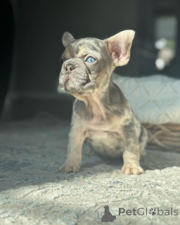 Photo №2 de l'annonce № 150646 de la vente bouledogue - acheter à Allemagne de l'abri, éleveur