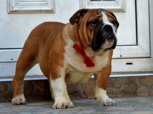 Photo №3. Bulldog anglais. Serbie
