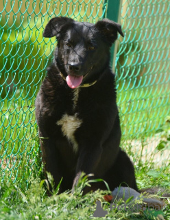Photo №4. Je vais vendre chien bâtard en ville de Saint-Pétersbourg. annonce privée - prix - Gratuit
