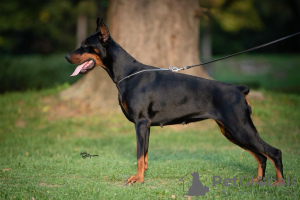 Photos supplémentaires: Chiots Doberman à vendre