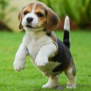 Photo №3. Deux magnifiques chiots beagle à vendre. Allemagne