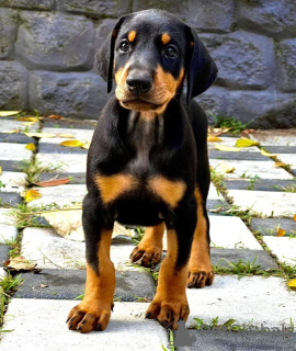 Photo №4. Je vais vendre  en ville de Амстердам. éleveur - prix - 398€