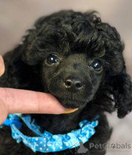 Photo №4. Je vais vendre caniche (jouet) en ville de Sabor. éleveur - prix - 1000€