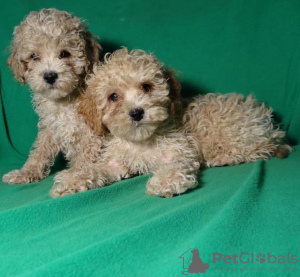 Photos supplémentaires: De vrais chiots maltipu (caniche toy). Garçons.