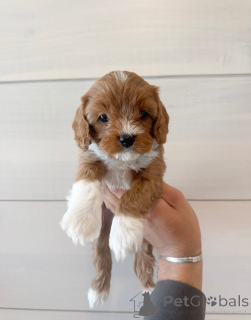 Photo №1. cavalier king charles spaniel - à vendre en ville de Mauvaise vilbel | négocié | Annonce №158142