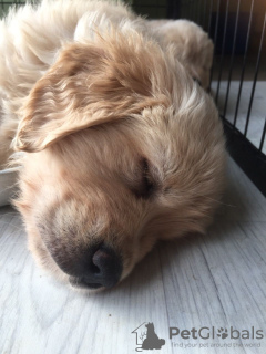 Photo №4. Je vais vendre golden retriever en ville de Liège. annonce privée, éleveur - prix - 400€