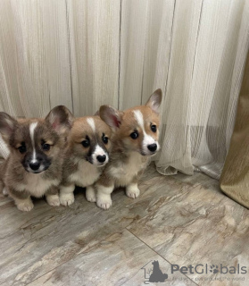 Photo №1. welsh corgi - à vendre en ville de Berlin | 400€ | Annonce №96216