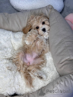 Photo №3. Élevage je fais avec passion. Samoa américaines