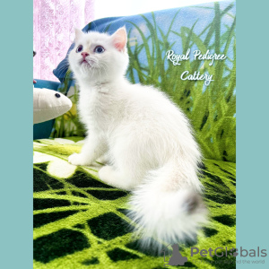 Photo №1. british shorthair - à vendre en ville de Kayseri | 250€ | Annonce № 50592