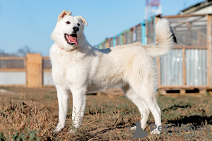 Photo №2 de l'annonce № 8302 de la vente chien bâtard - acheter à Fédération de Russie de l'abri