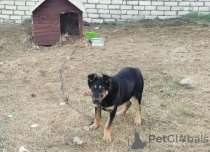 Photo №2 de l'annonce № 97904 de la vente chien bâtard - acheter à Biélorussie annonce privée