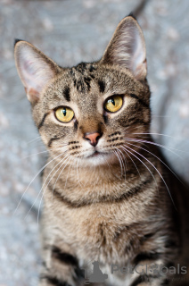 Photo №3. Un joli Unix raisonnable. Biélorussie