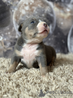 Photos supplémentaires: American Bully SHOW CLASS