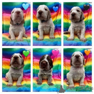 Photo №1.  - à vendre en ville de Miami | 284€ | Annonce №107217