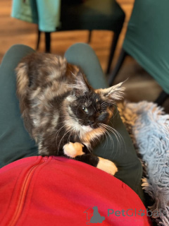 Photo №1. maine coon - à vendre en ville de Bacares | 361€ | Annonce № 138036