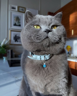 Photo №1. british shorthair - à vendre en ville de Allensbach | négocié | Annonce № 156725