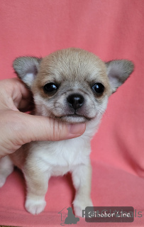 Photo №3. Chihuahua est un garçon baleinier. Fédération de Russie