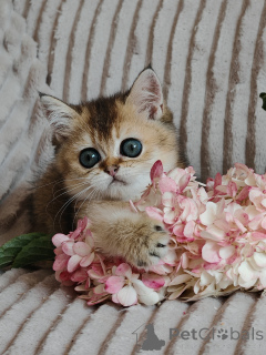 Photo №2 de l'annonce № 149357 de la vente scottish fold - acheter à Fédération de Russie de la fourrière, éleveur