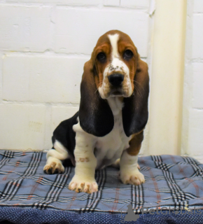 Photo №1. basset hound - à vendre en ville de Stockholm | négocié | Annonce №97868