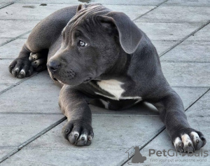 Photo №4. Je vais vendre american bully en ville de Belgrade. éleveur - prix - négocié