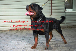 Photo №1. rottweiler - à vendre en ville de Новая Каховка | 201€ | Annonce №10251