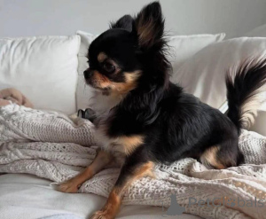 Photo №2 de l'annonce № 138790 de la vente  - acheter à USA éleveur