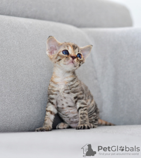 Photo №4. Je vais vendre devon rex en ville de Vreden. éleveur - prix - 1500€
