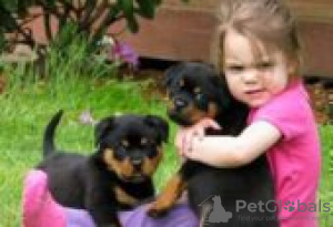 Photo №3. Chiots Rottweiler à vendre. Allemagne