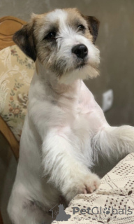 Photo №4. Je vais vendre jack russell terrier en ville de Belgrade.  - prix - négocié