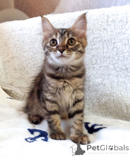 Photo №1.  - à vendre en ville de Moskova | Gratuit | Annonce № 158290