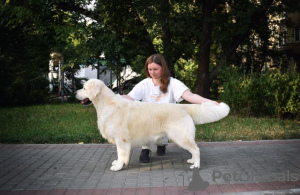 Photo №4. Je vais vendre chien bâtard en ville de Voronezh. de la fourrière - prix - négocié