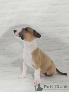Photo №3. Chiots miniatures Bull Terrier. Pologne