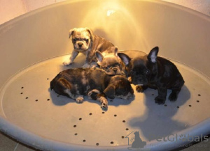Photos supplémentaires: Egzotikus francia bulldog kölykök