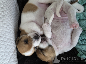 Photo №2 de l'annonce № 164575 de la vente jack russell terrier - acheter à Israël annonce privée