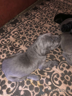 Photo №3. Chiots Cane Corso. L'Autriche