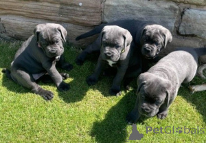 Photo №1. cane corso - à vendre en ville de Bad Wildungen | 350€ | Annonce №147567