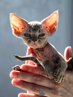 Photo №2 de l'annonce № 171373 de la vente devon rex - acheter à Pologne annonce privée