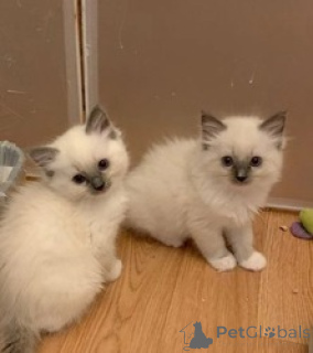 Photo №1. ragdoll - à vendre en ville de Amberg | 450€ | Annonce № 163691